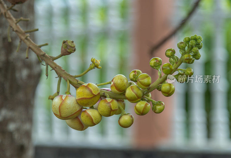 Sala花的学名为Couroupita guianensis，也有粗心树、塔拉树、龙颚树等别称，英文名为炮弹树